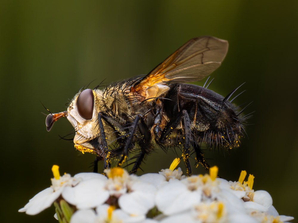 a close up of a fly on a flower