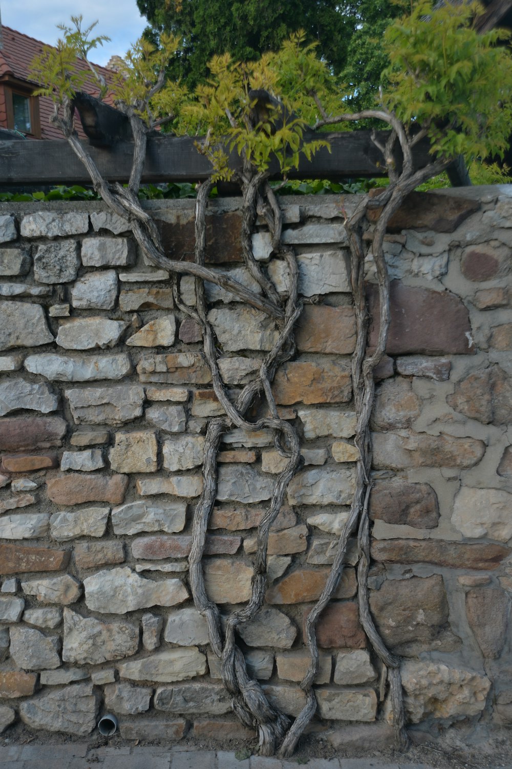 a stone wall with a tree growing on it