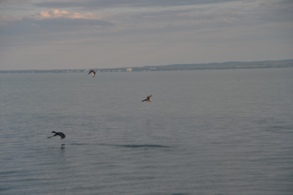 a group of birds flying over a large body of water