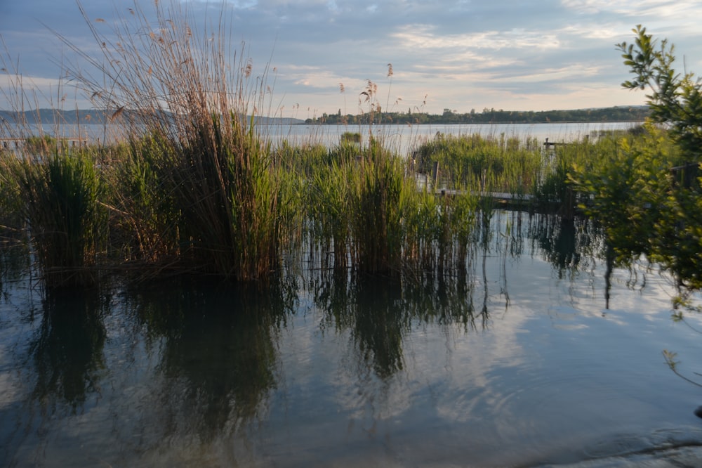 a body of water surrounded by grass and trees