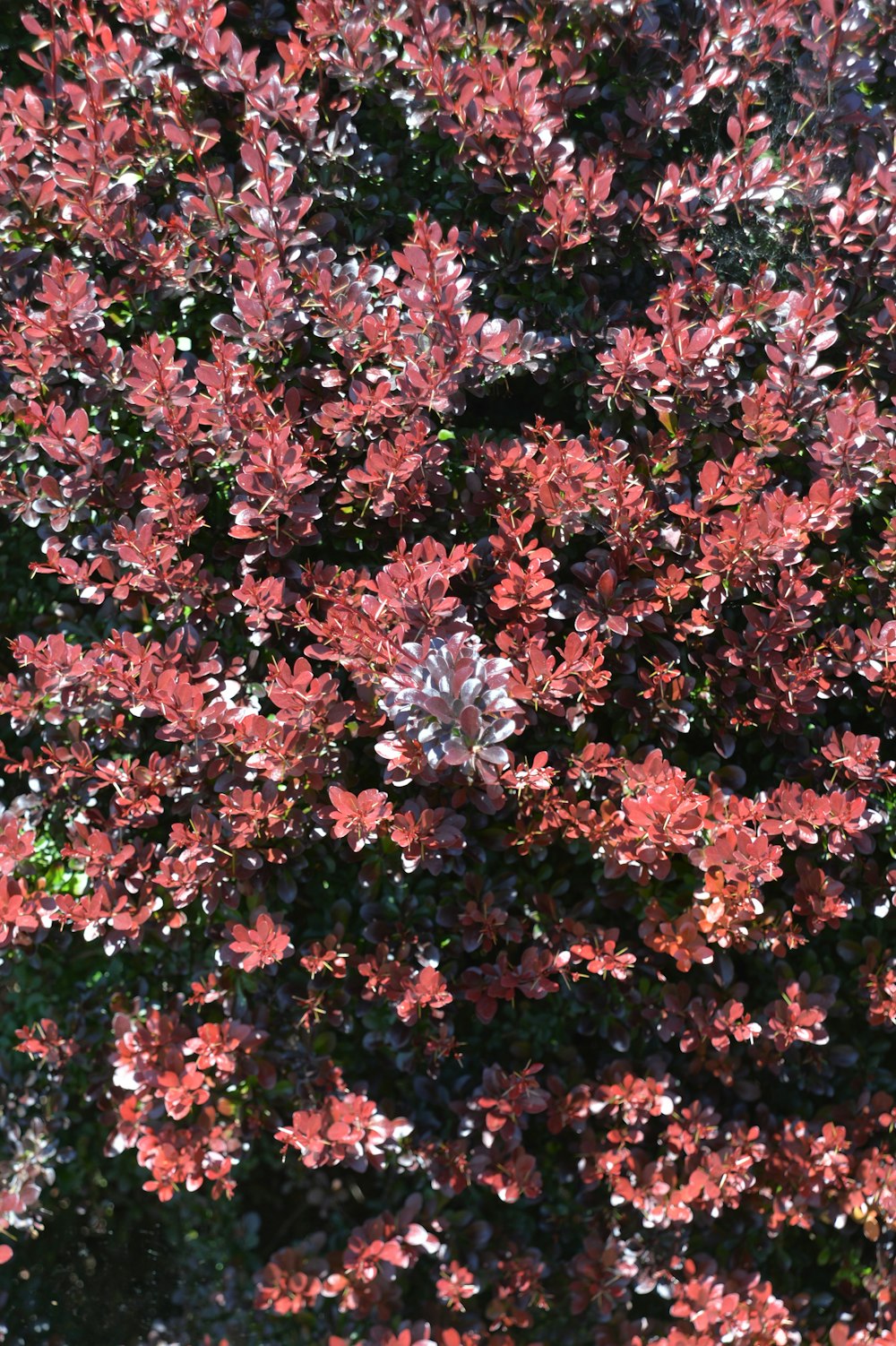 a tree with red leaves in the sunlight