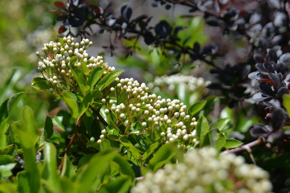 a bush with white flowers and green leaves