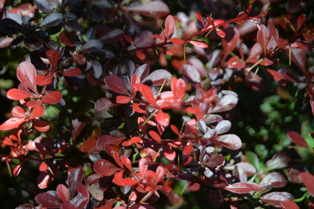 a close up of a bush with red leaves