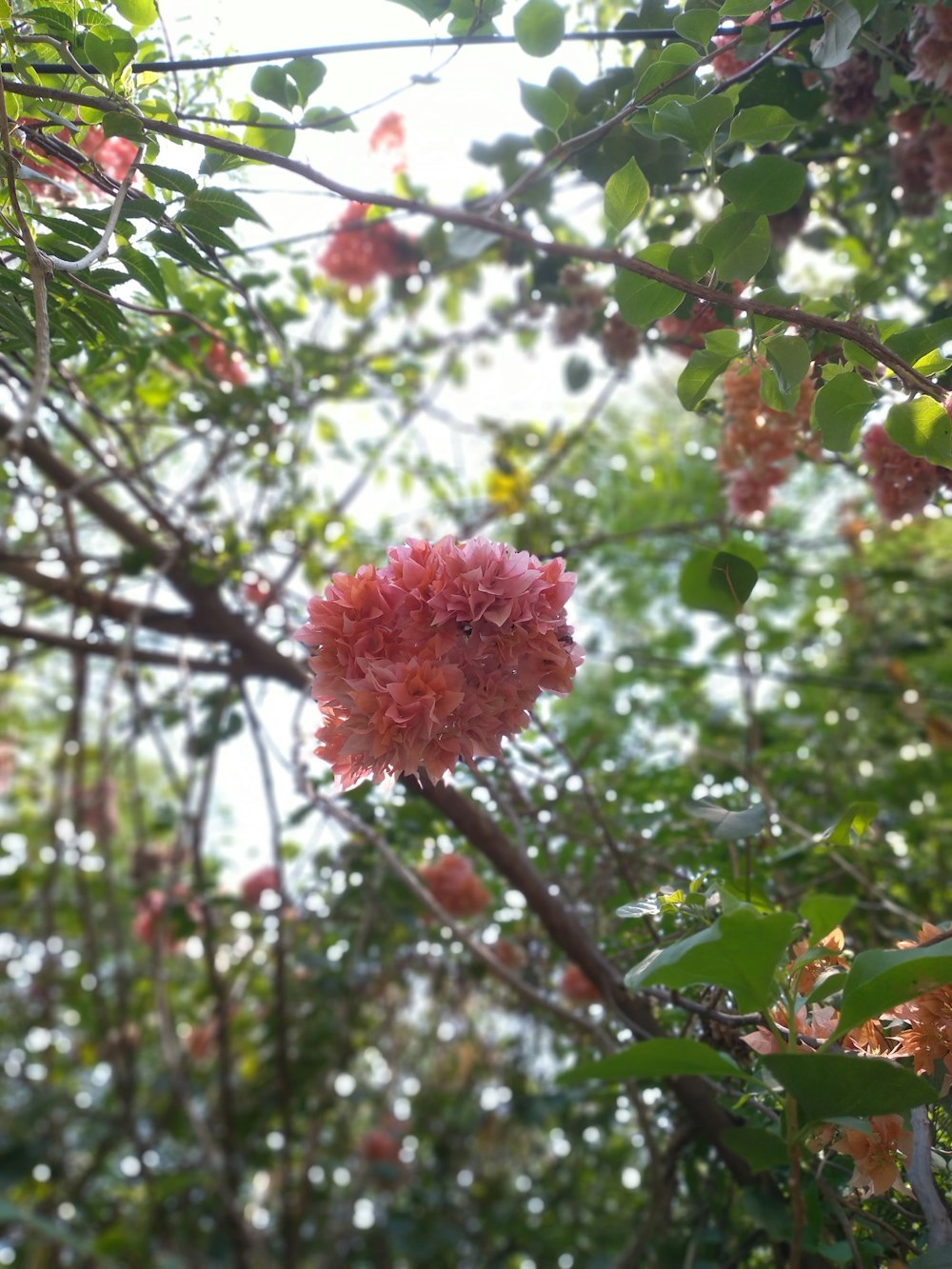 a pink flower is growing on a tree