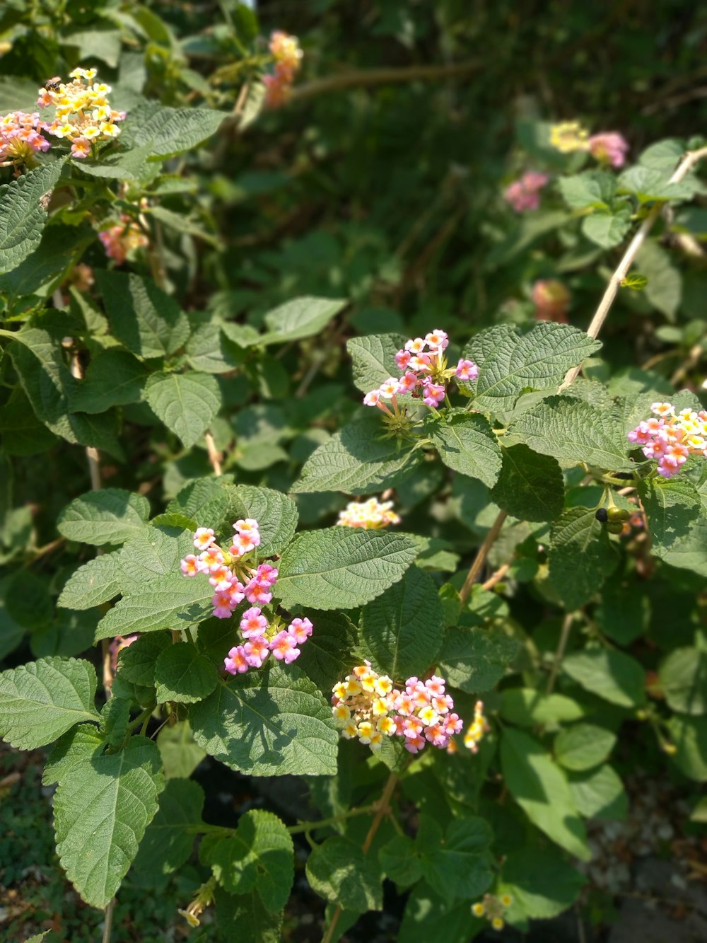 a bunch of flowers that are growing in the grass