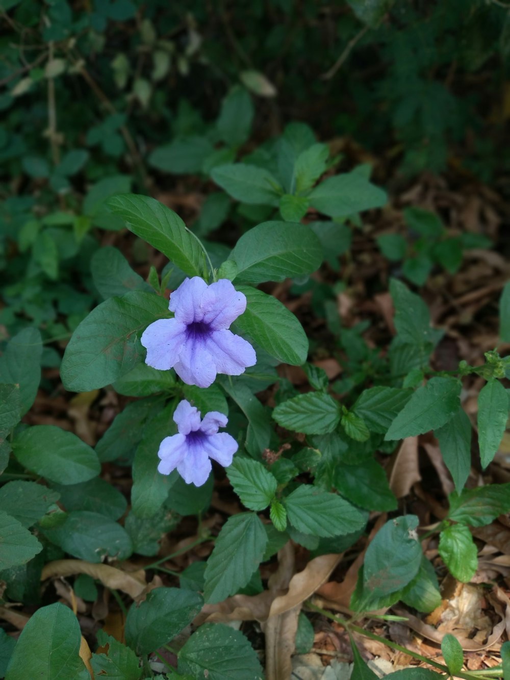 a purple flower with green leaves around it