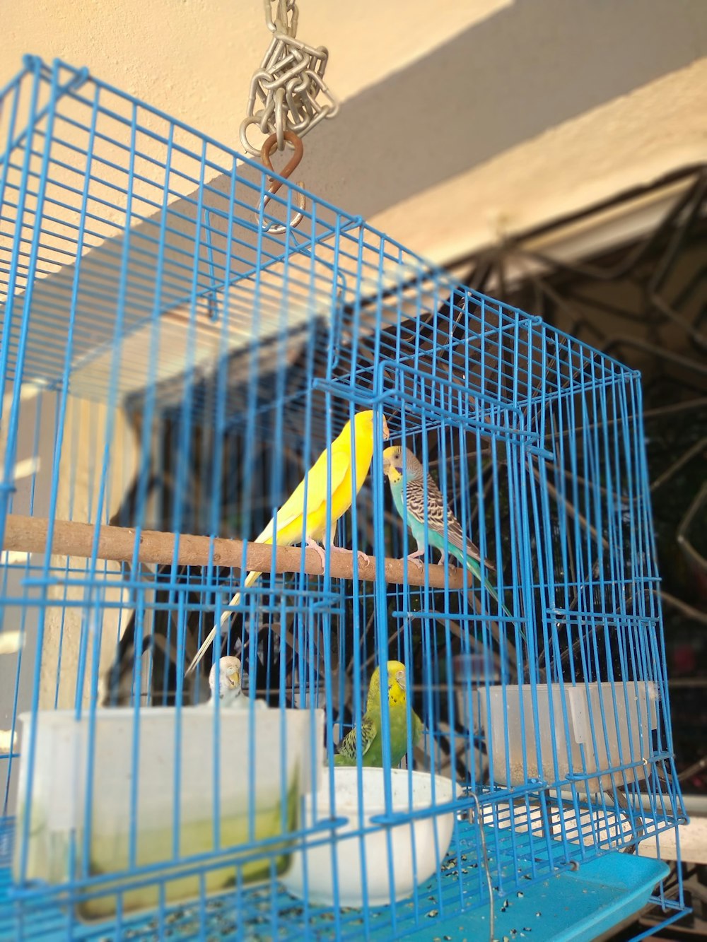 a blue bird in a blue birdcage