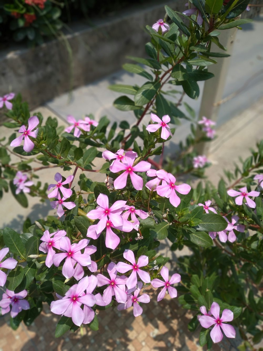 a bush of pink flowers with green leaves