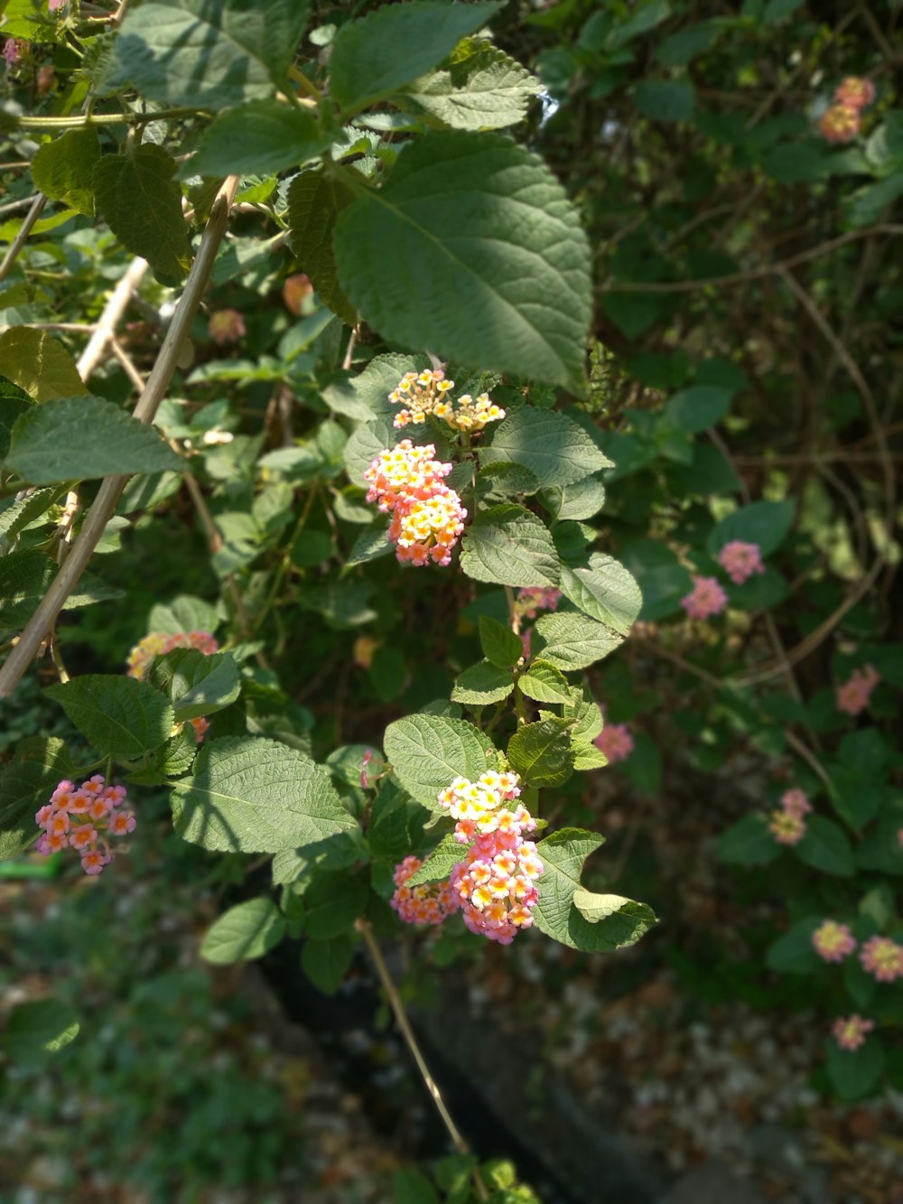 a bunch of flowers that are on a tree