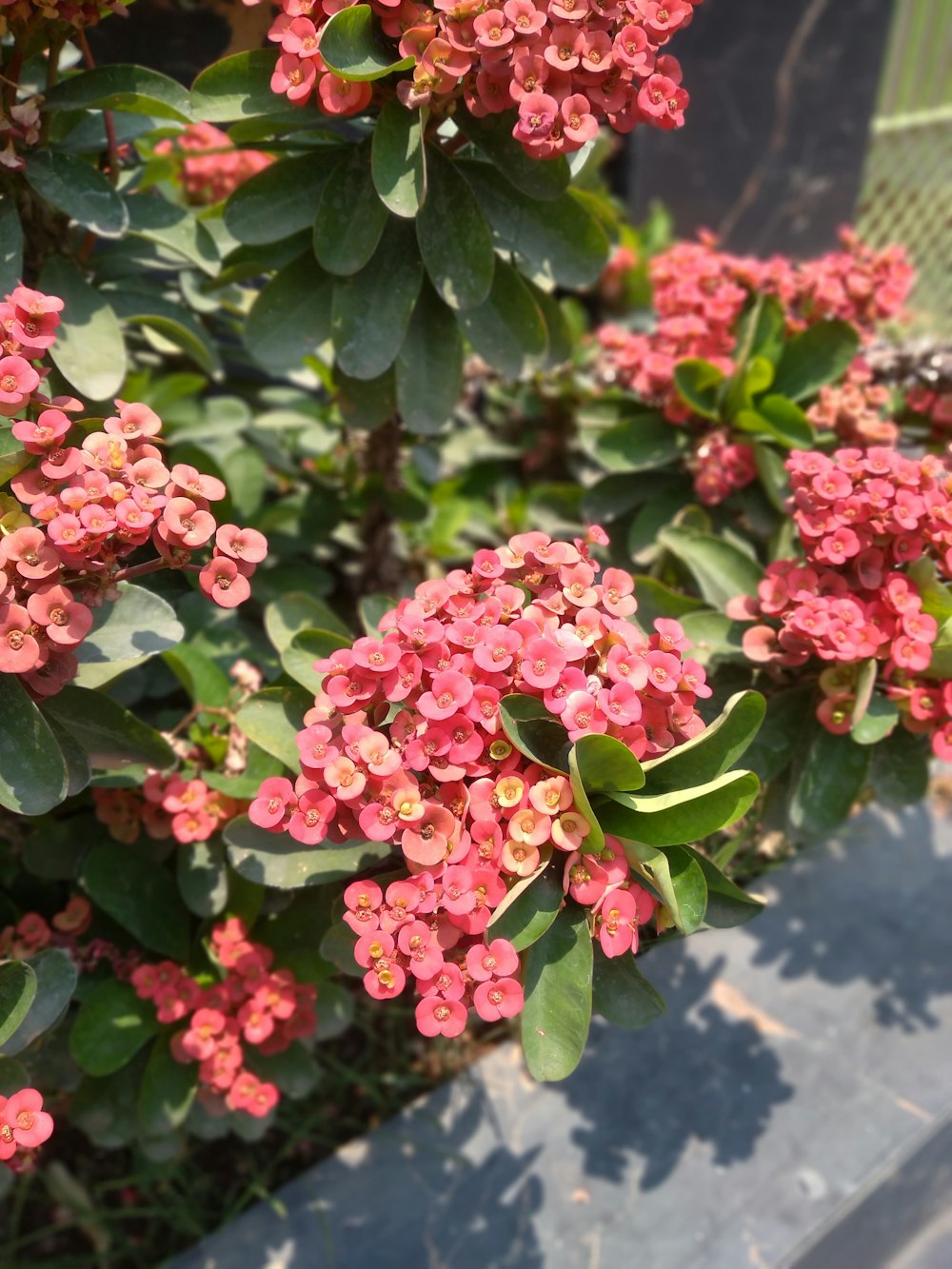 a bush of pink flowers with green leaves