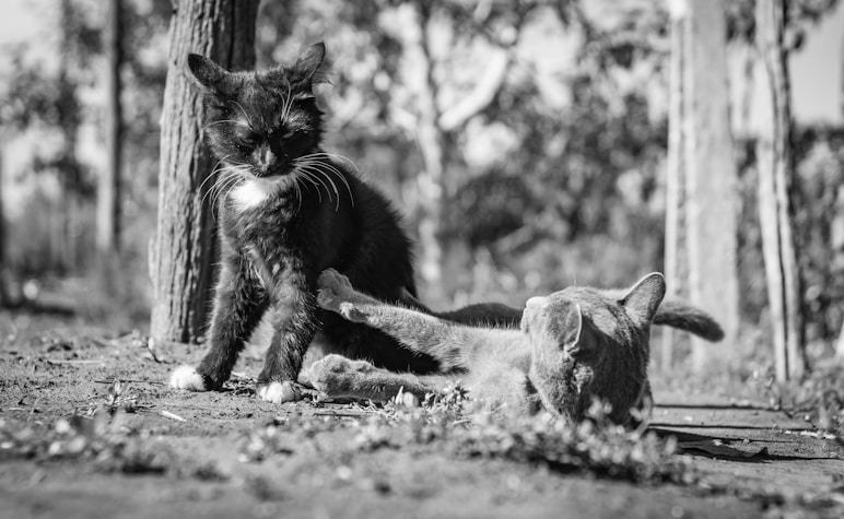 a black and white photo of a cat and a kitten