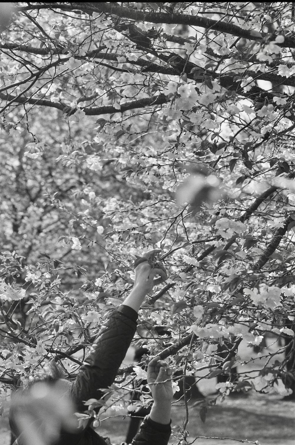 a person reaching up into a tree with their hands