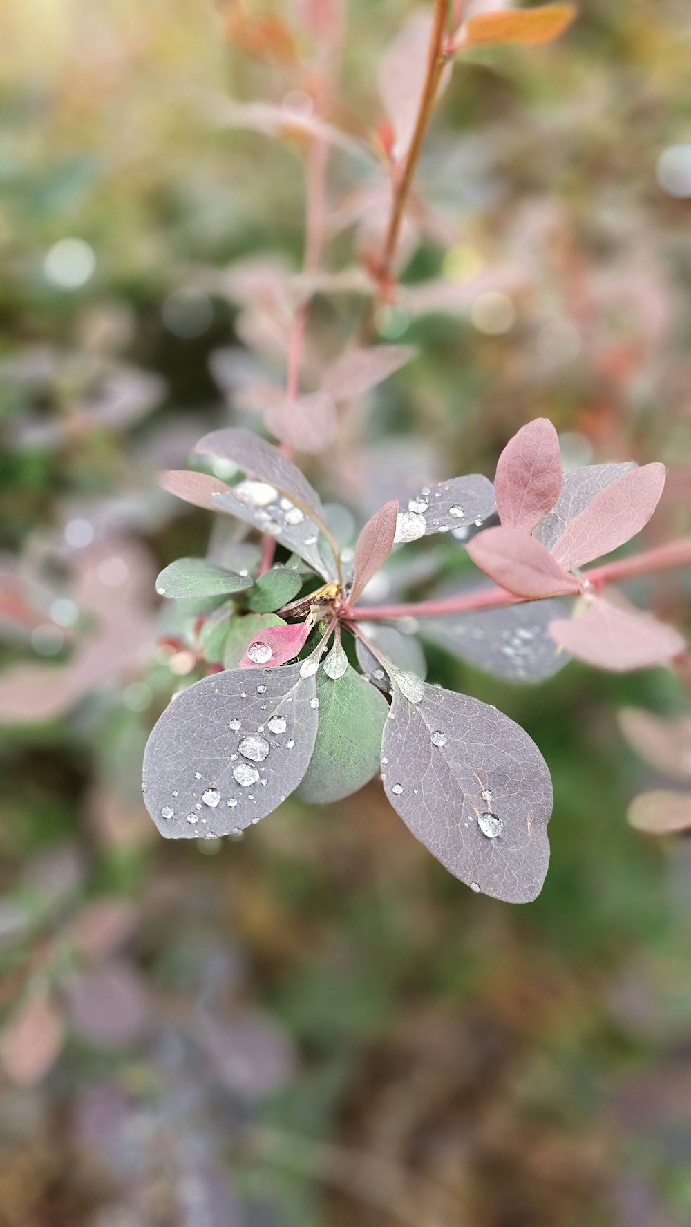 a close up of a plant with water drops on it