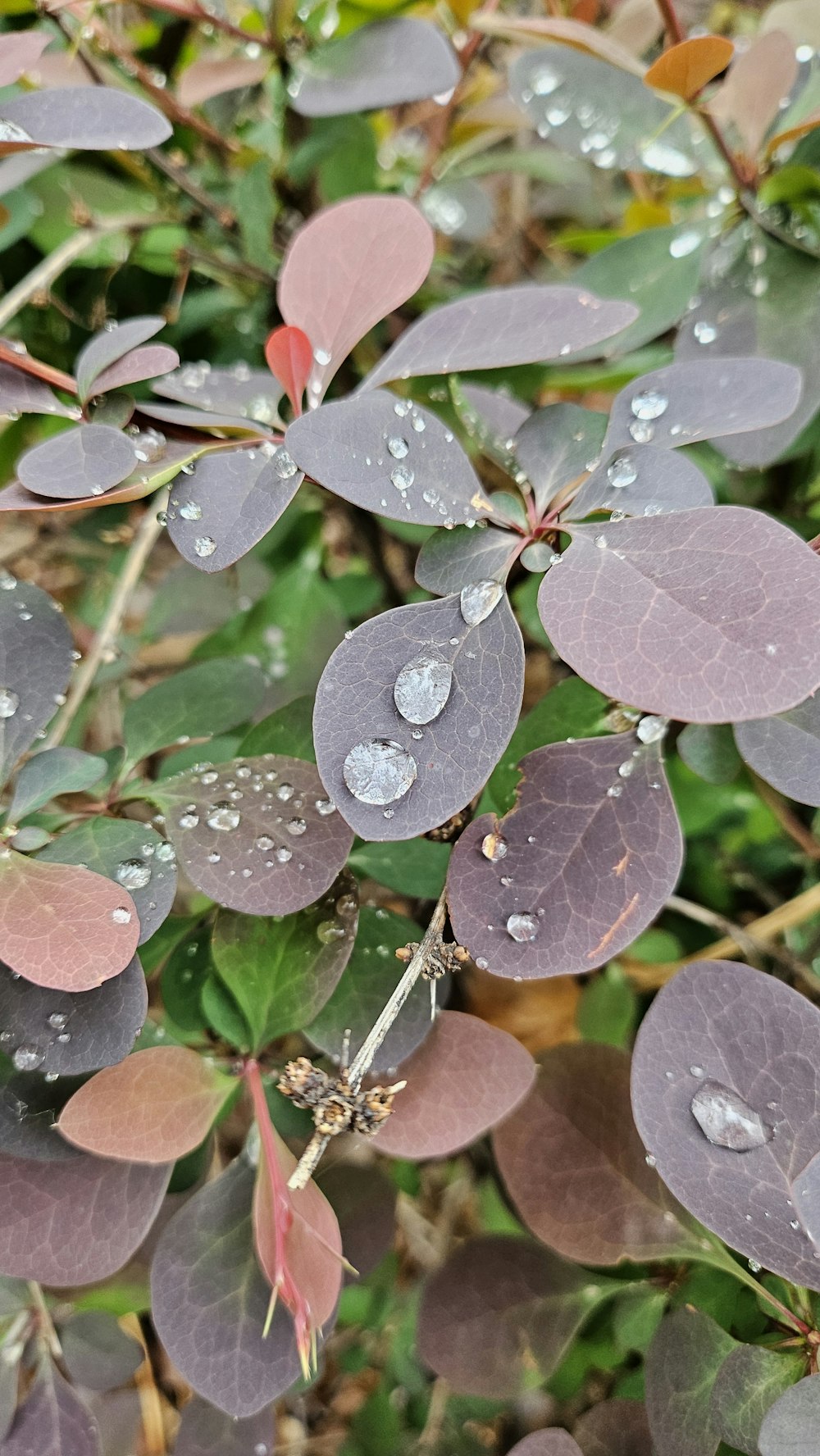 a close up of leaves with water droplets on them