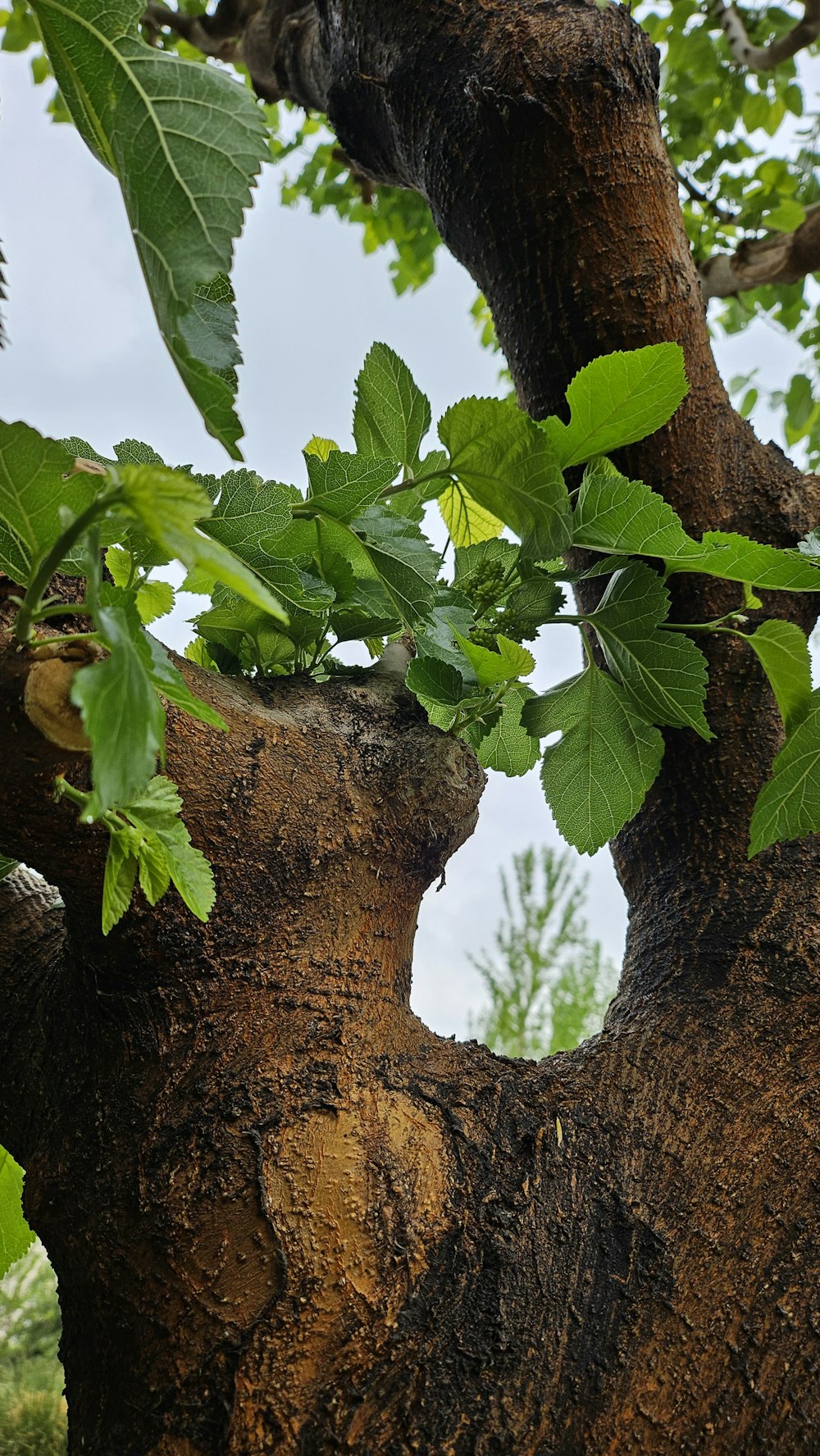 the trunk of a tree with green leaves