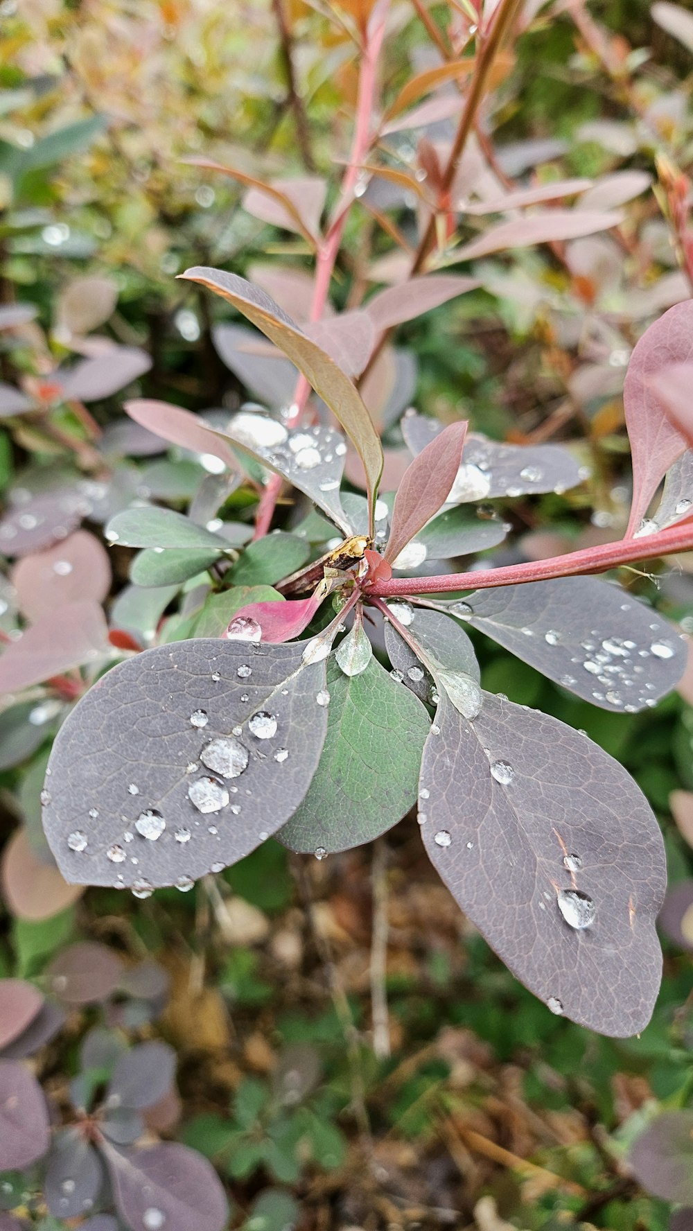 a close up of a plant with water droplets on it