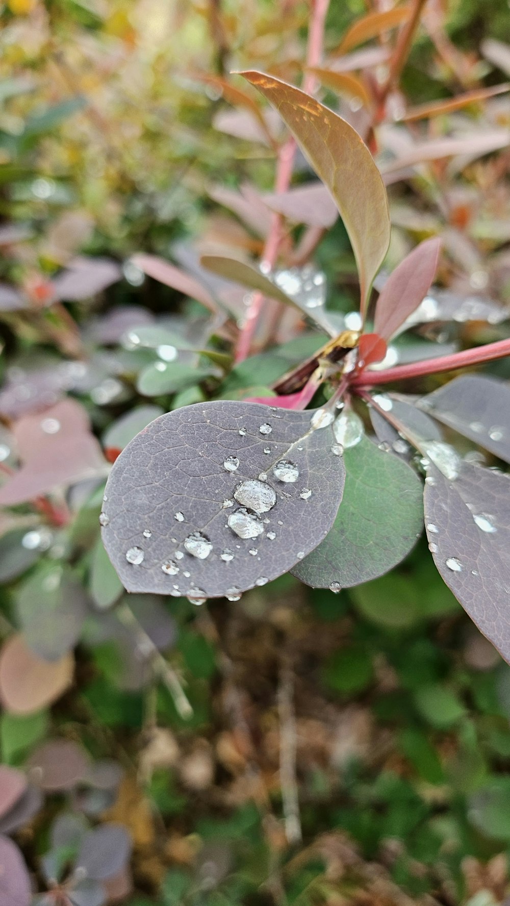 a close up of a leaf with water droplets on it