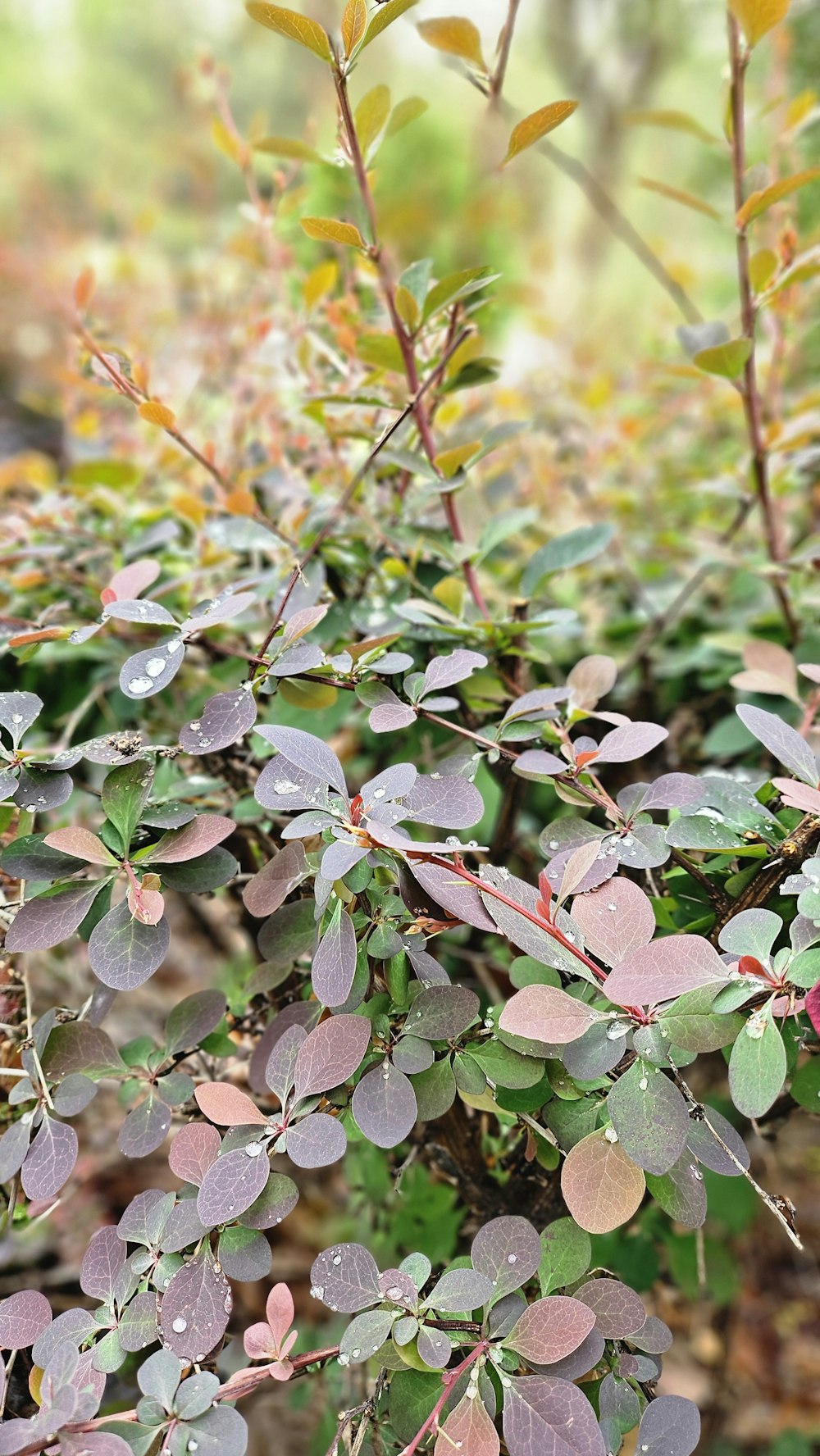 a close up of a plant with leaves