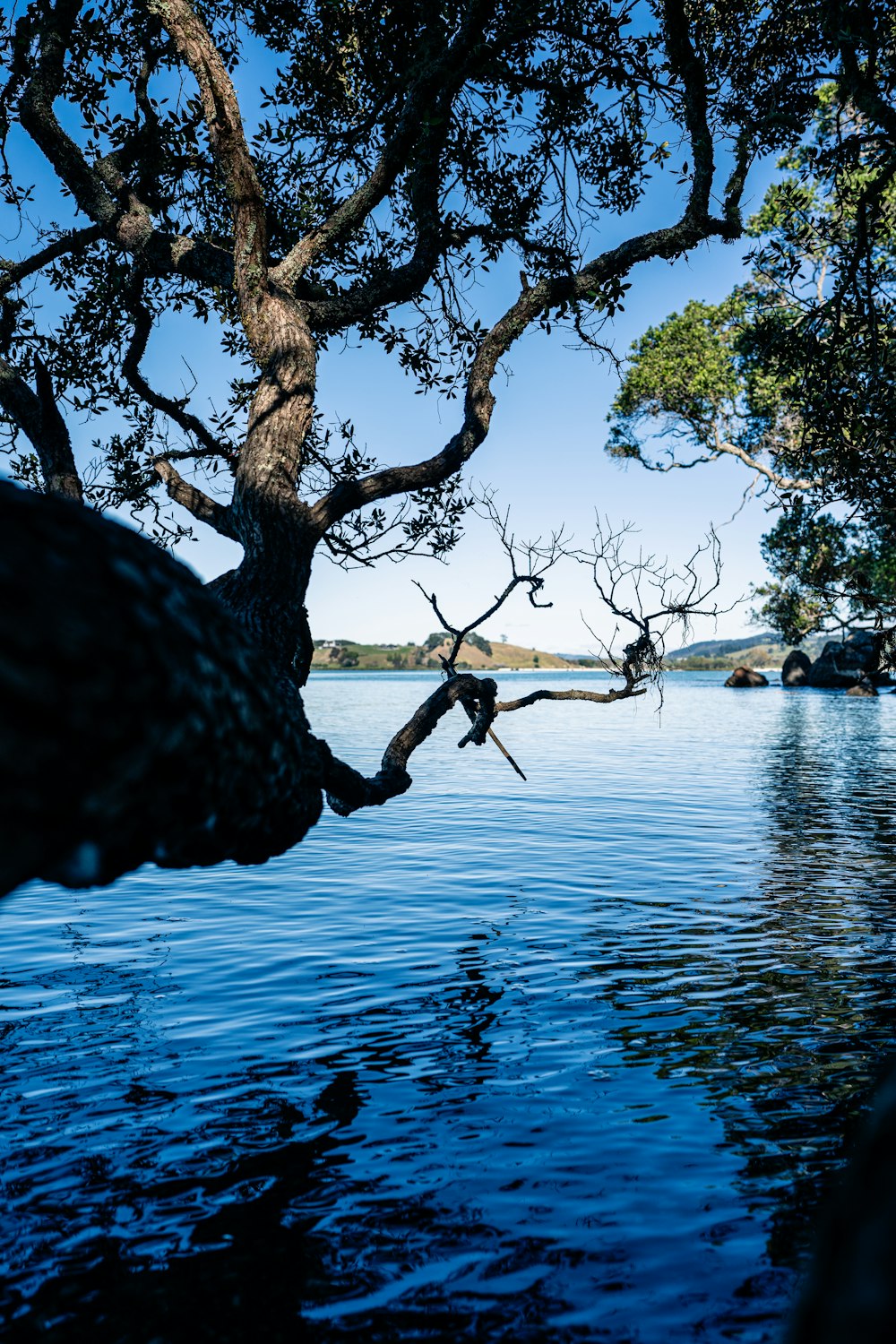 a view of a body of water with a tree in the foreground
