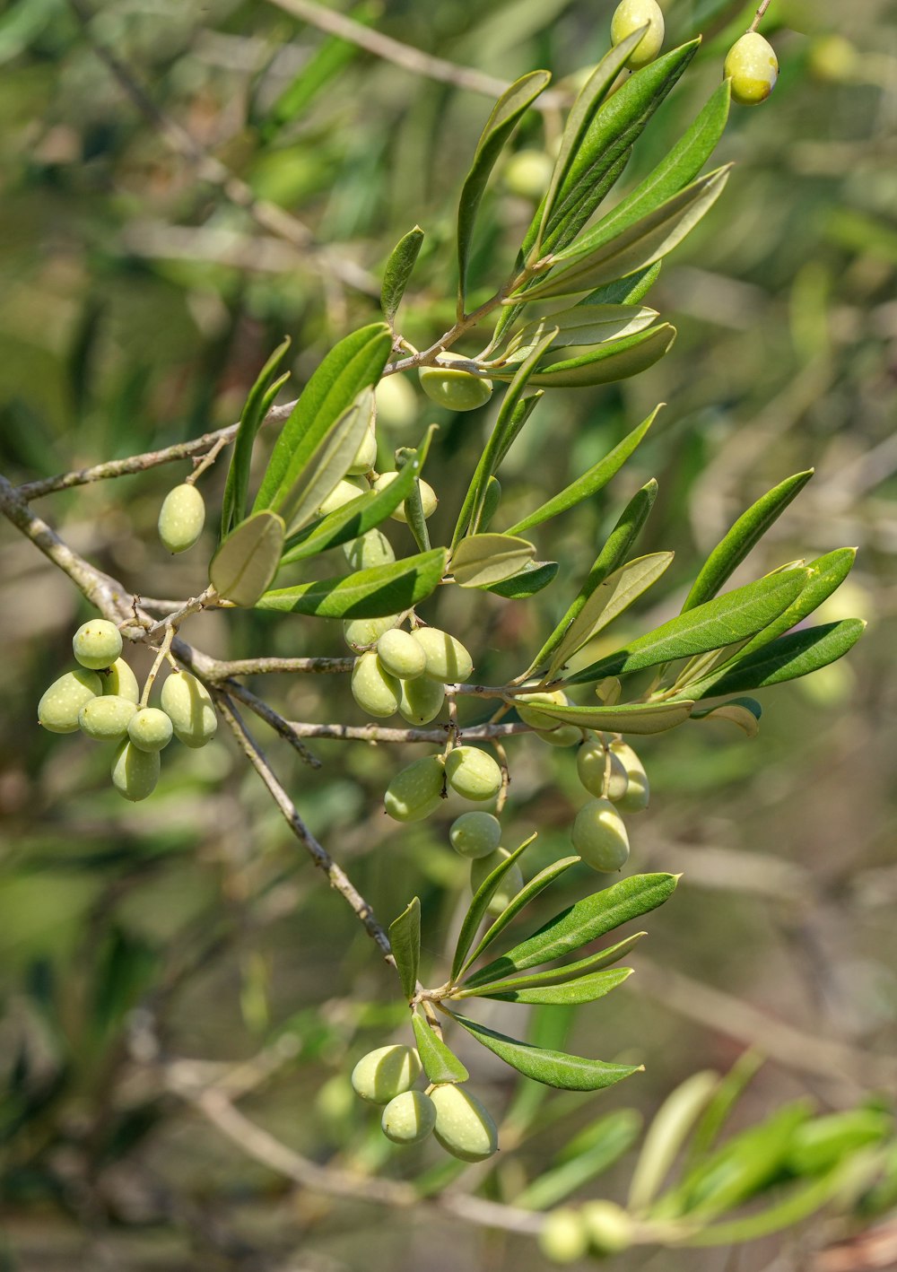 a branch of an olive tree with green leaves