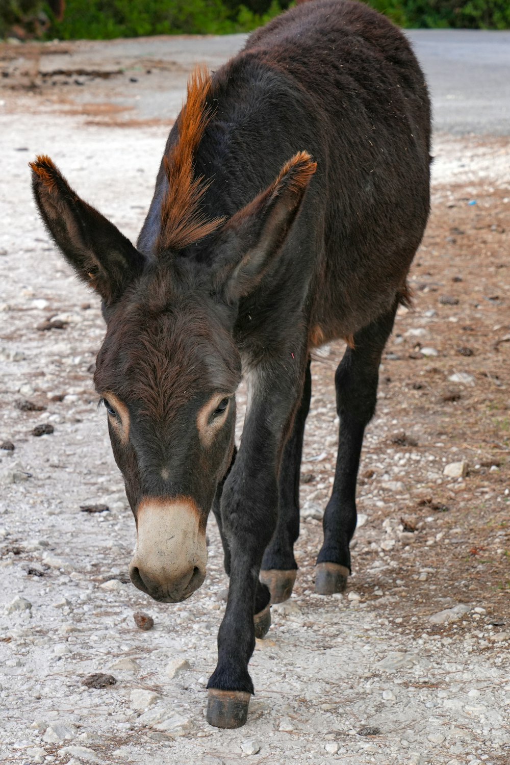 a small donkey walking on a dirt road