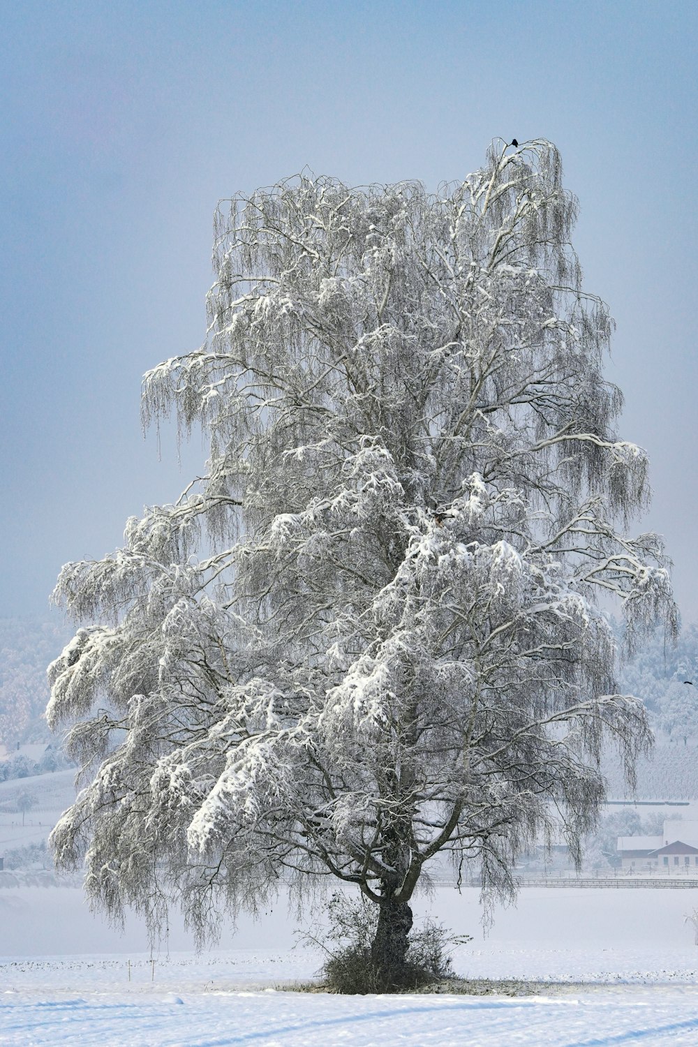 a large white tree in a snowy field