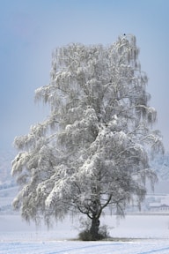a large white tree in a snowy field