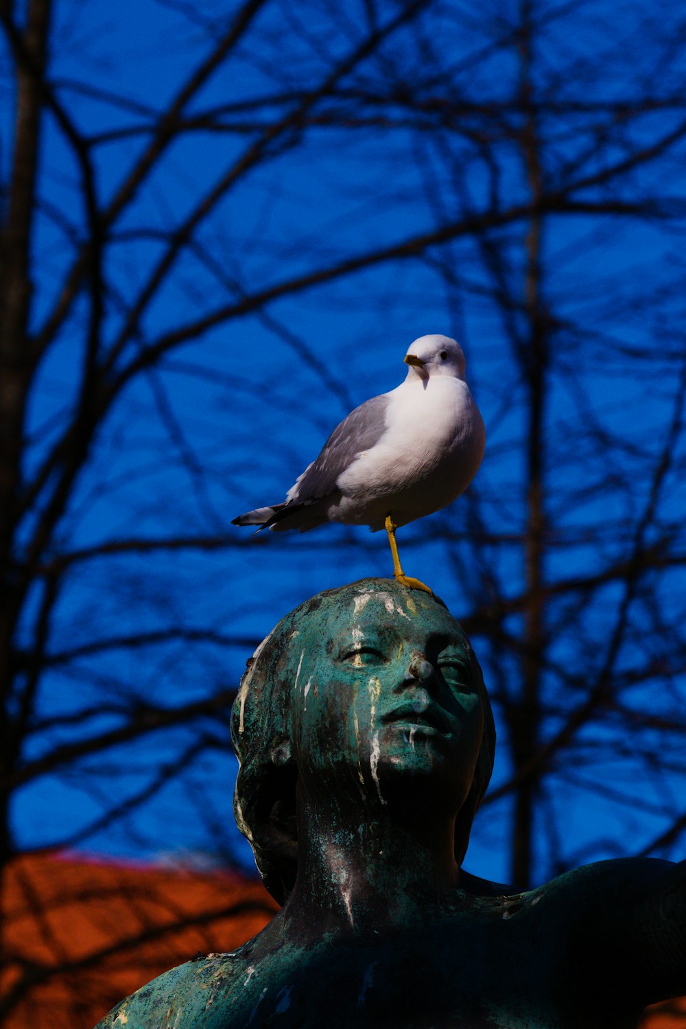 a seagull perched on the head of a statue