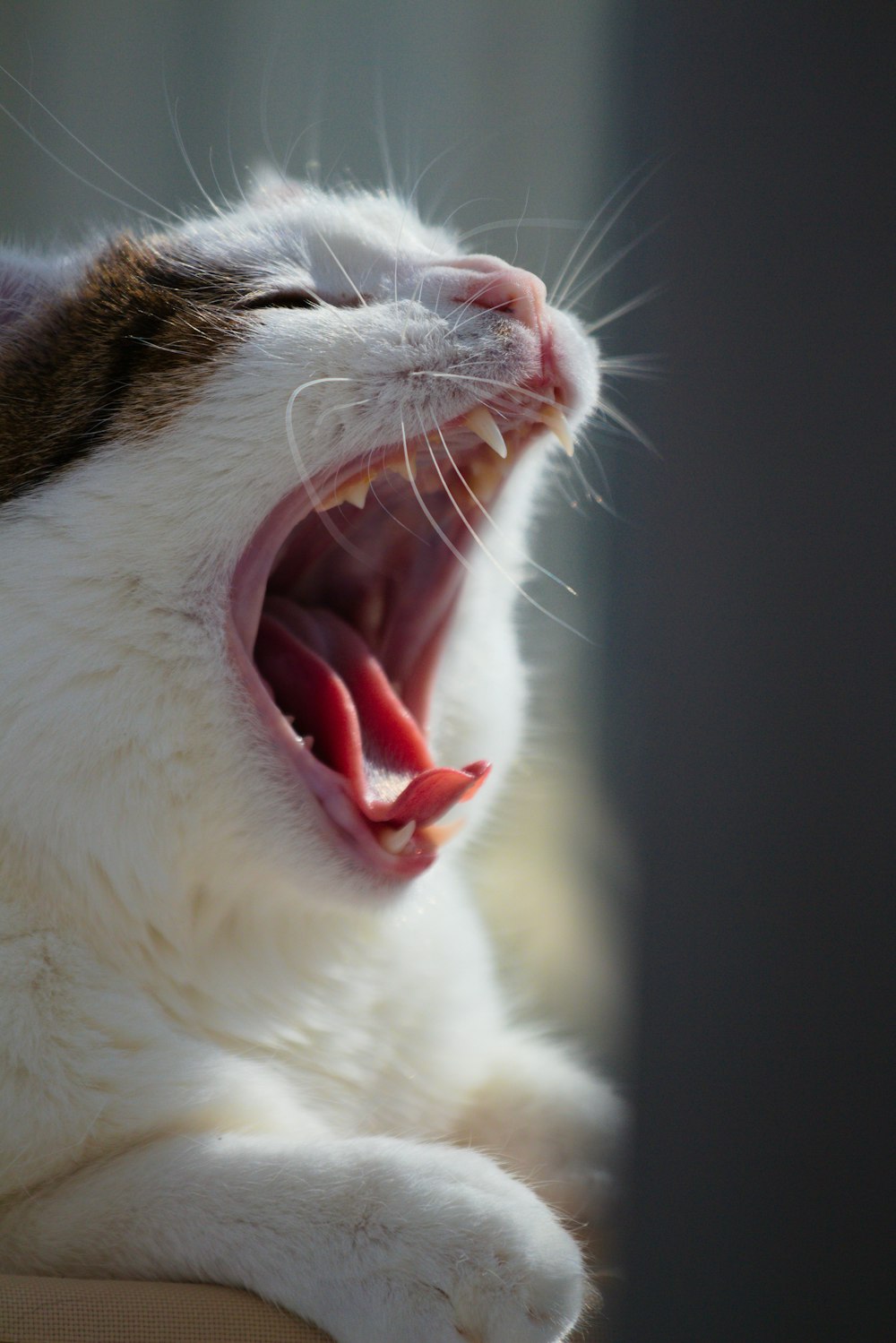 a cat yawning with its mouth wide open