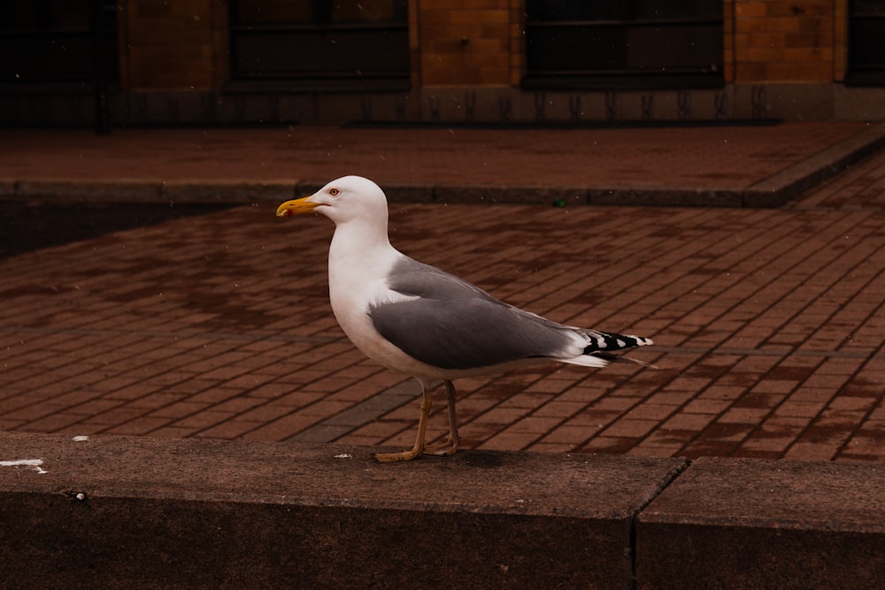 a seagull standing on a brick sidewalk in front of a building