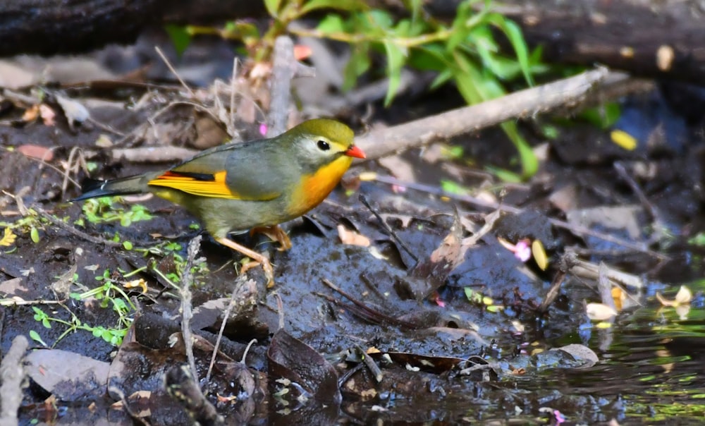 a small yellow and green bird standing on the ground