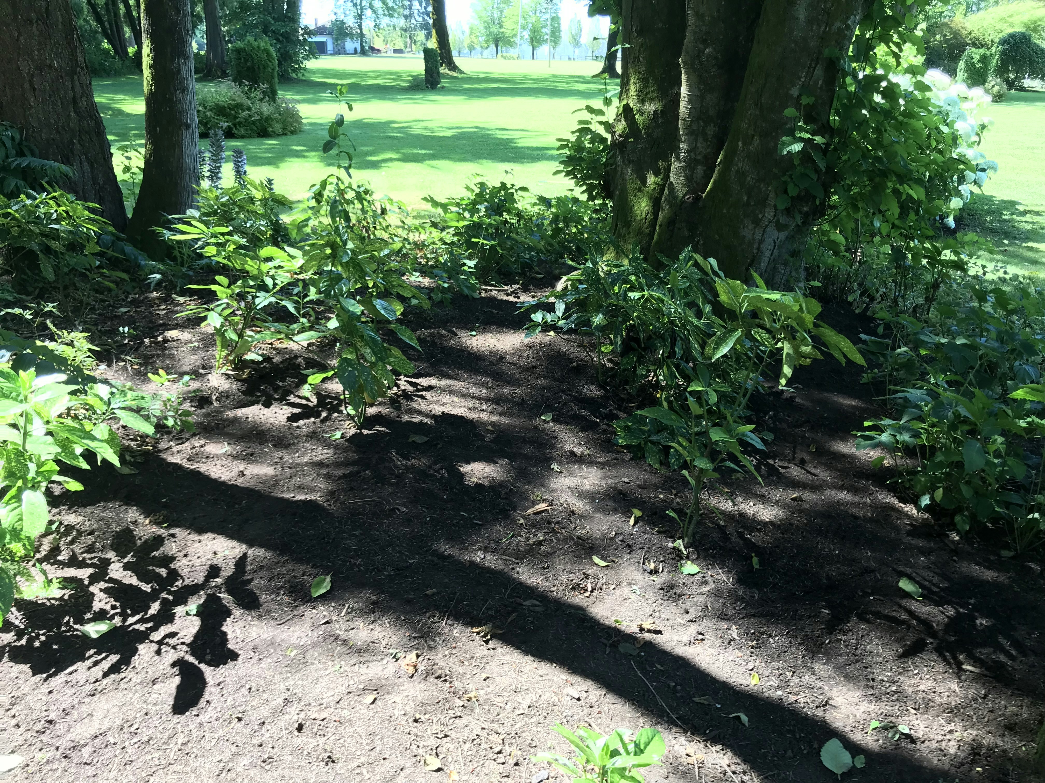 a dirt path in the middle of a park