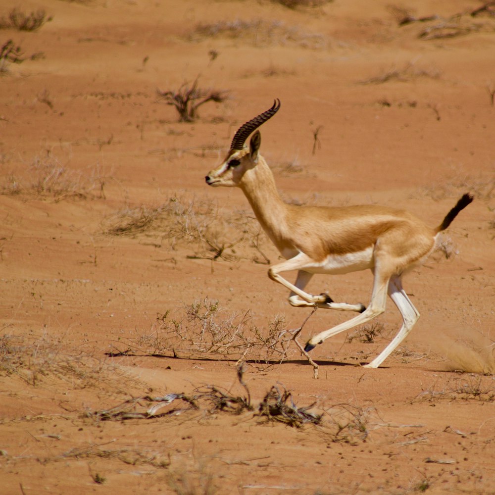 a small gazelle running across a dirt field