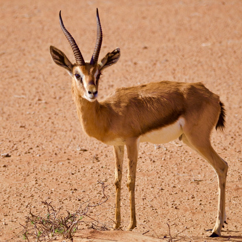 a gazelle standing in the middle of the desert