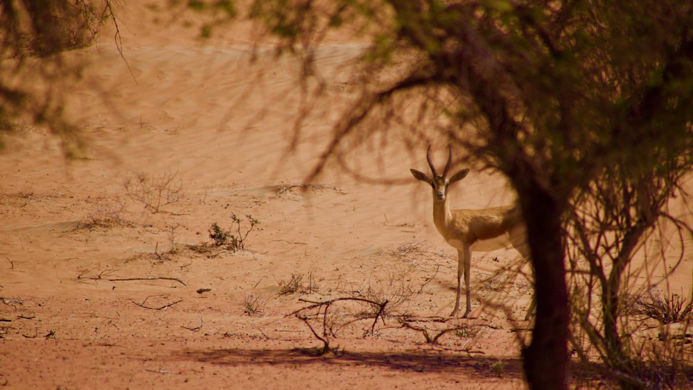 a deer standing in the middle of a desert