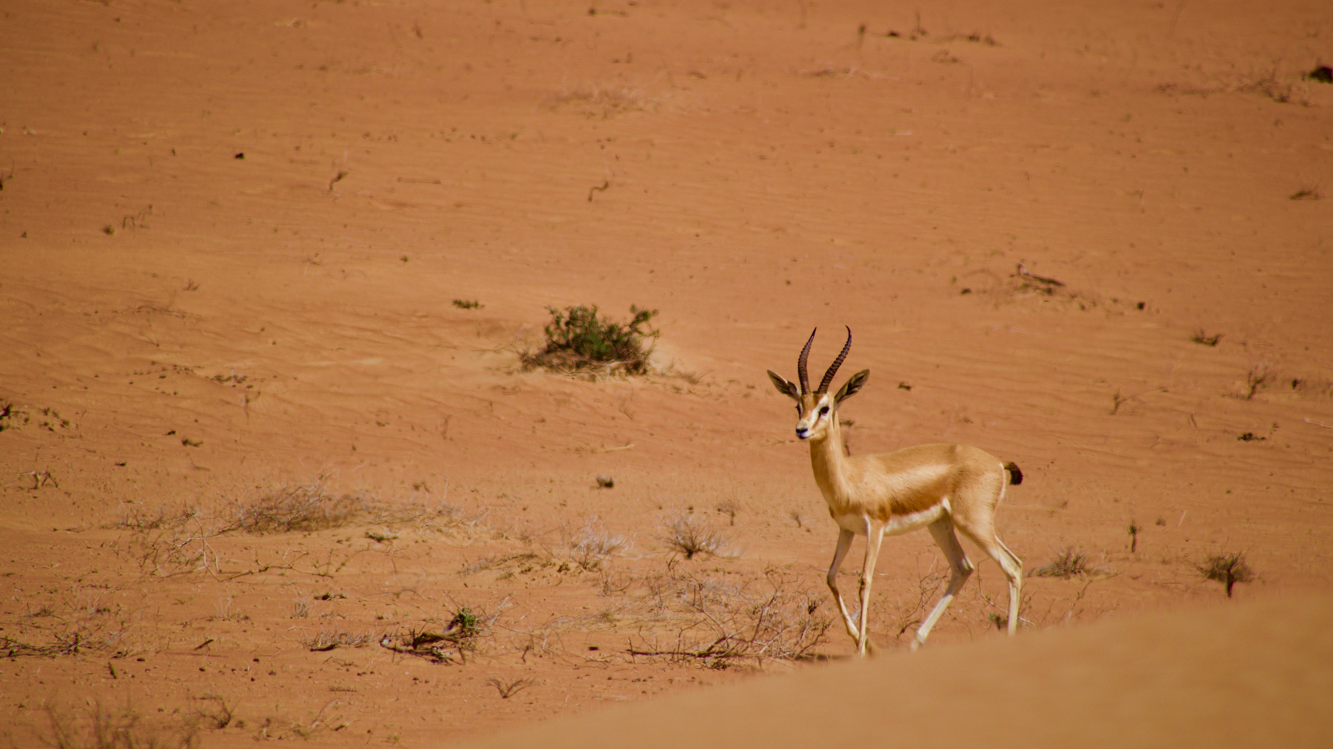 a gazelle standing in the middle of a desert