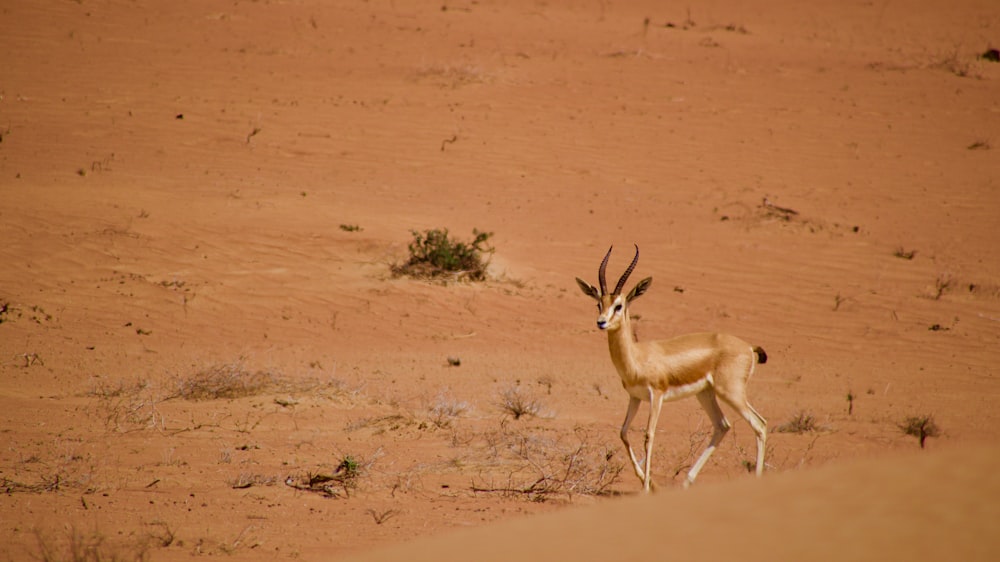 a gazelle standing in the middle of a desert