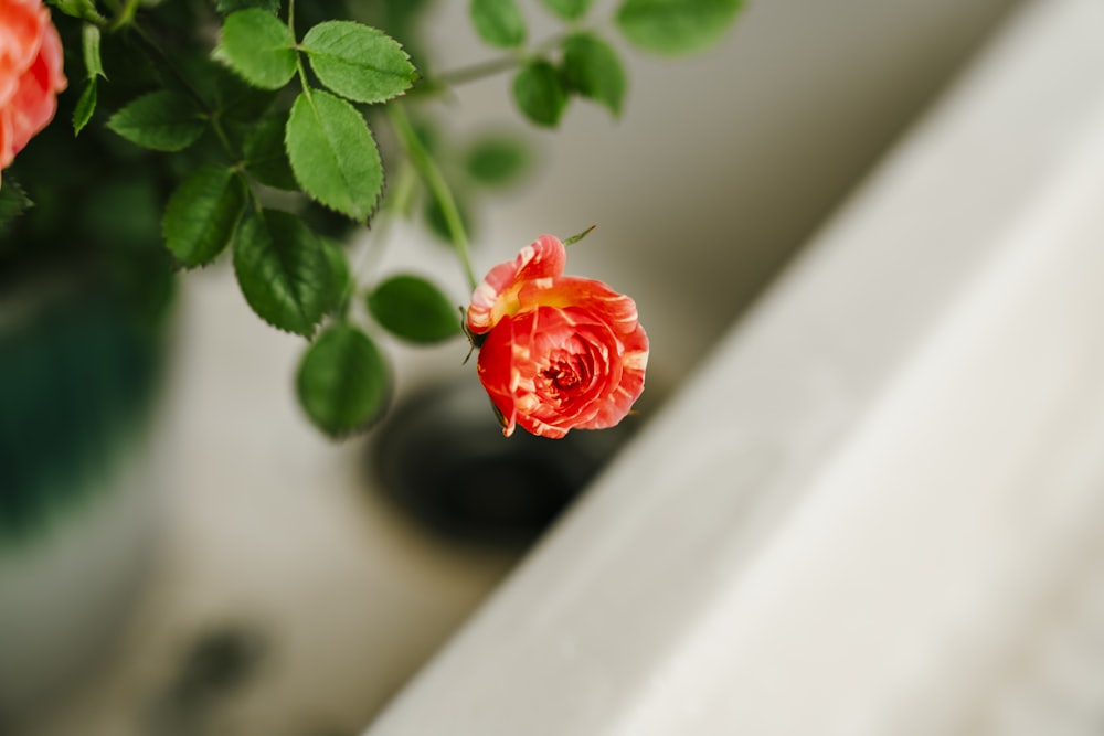 a close up of a flower in a vase