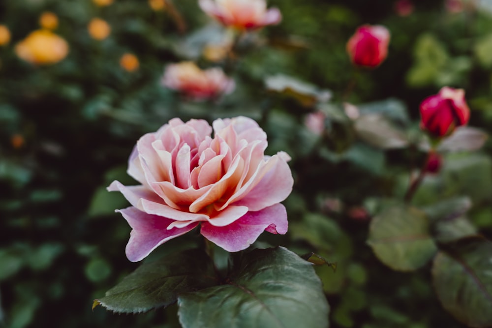 a close up of a pink flower in a garden