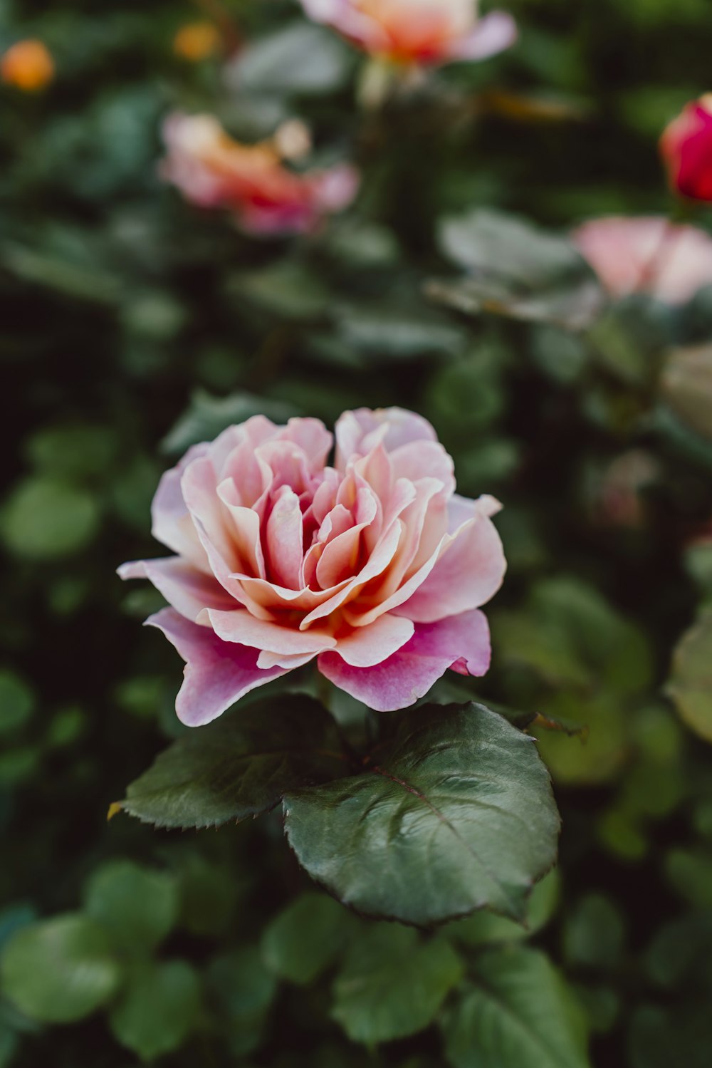 a pink flower is blooming in a garden