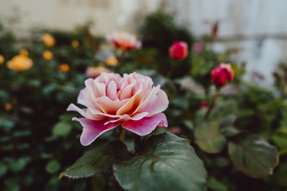 a pink flower is blooming in a garden