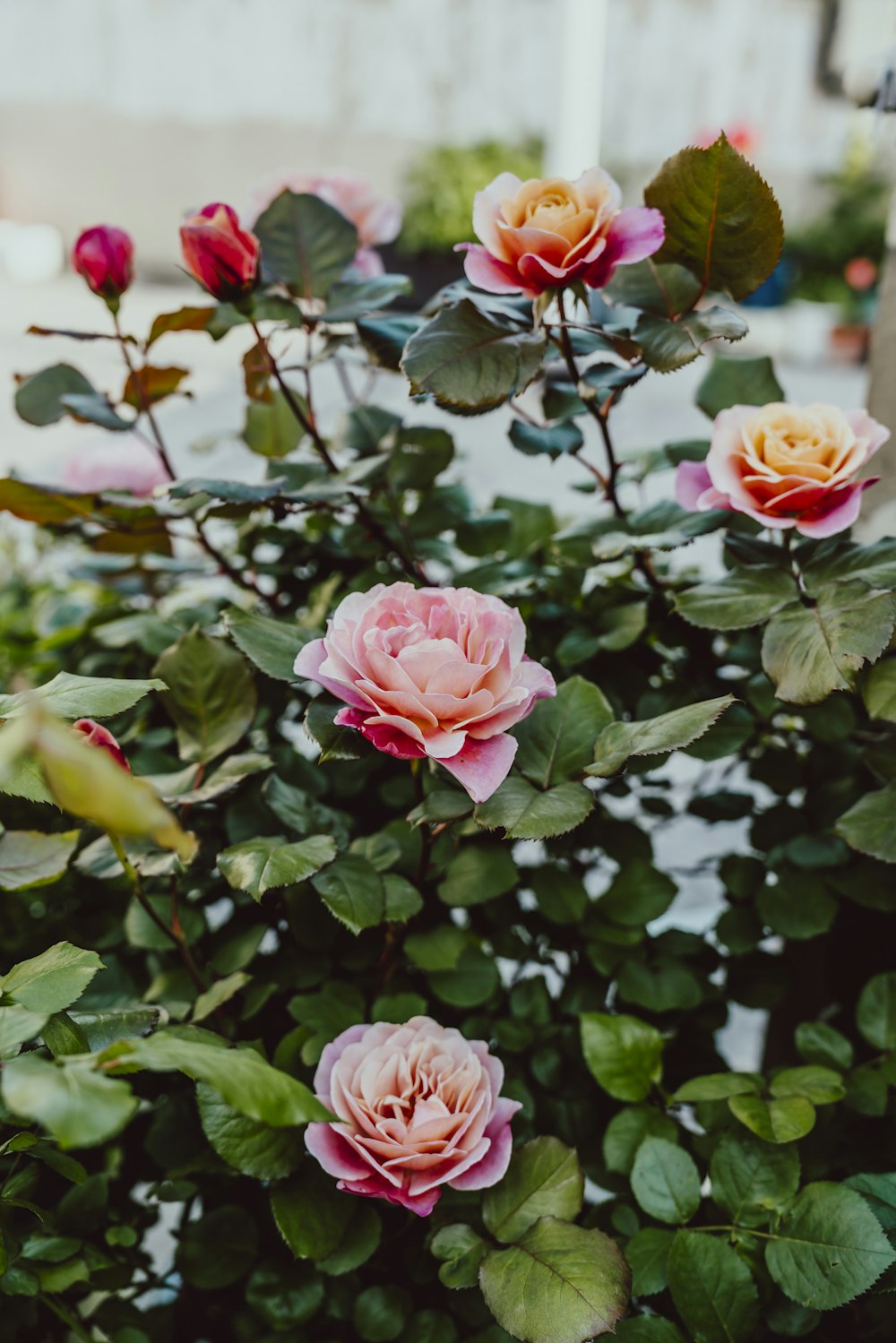 a bush of pink flowers with green leaves