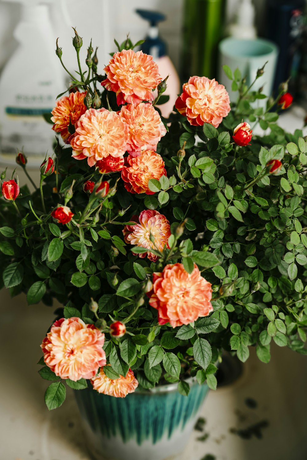 a close up of a potted plant on a table