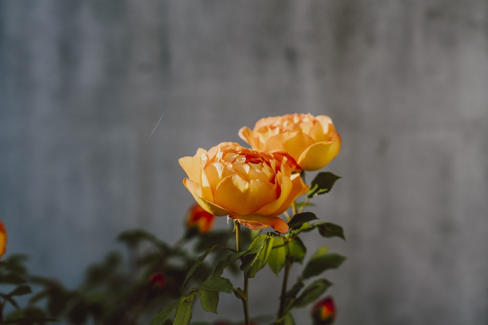 a close up of two yellow roses on a plant