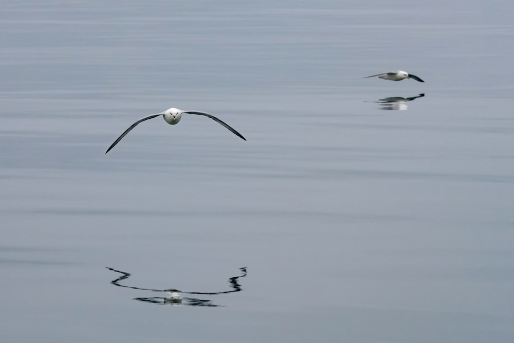ein Vogelpaar, das über ein Gewässer fliegt