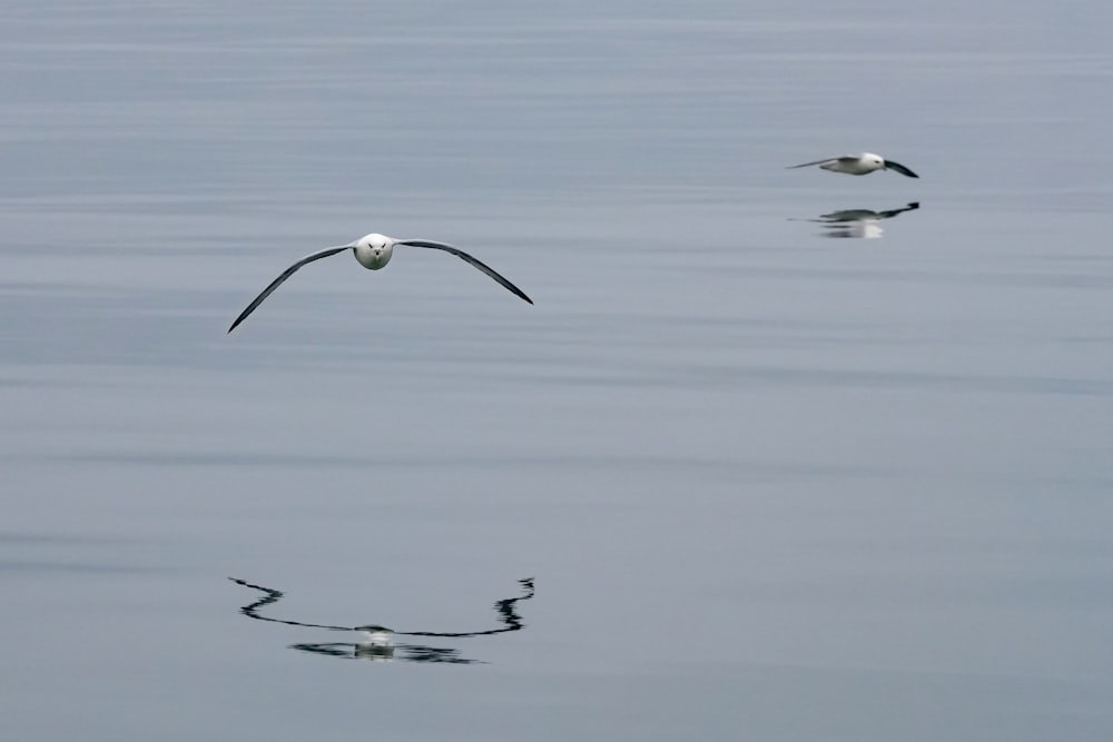 un paio di uccelli che volano sopra uno specchio d'acqua