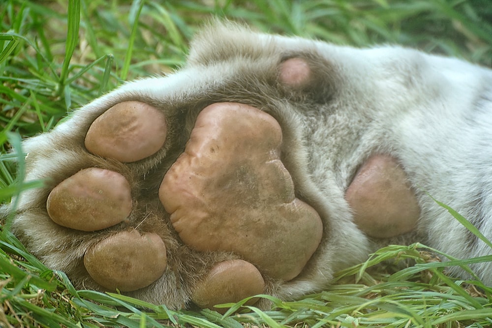 a close up of a dog paw laying in the grass