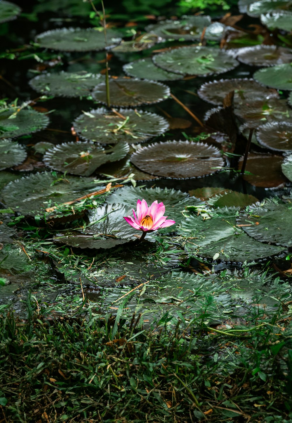 a pink flower sitting on top of a lush green field