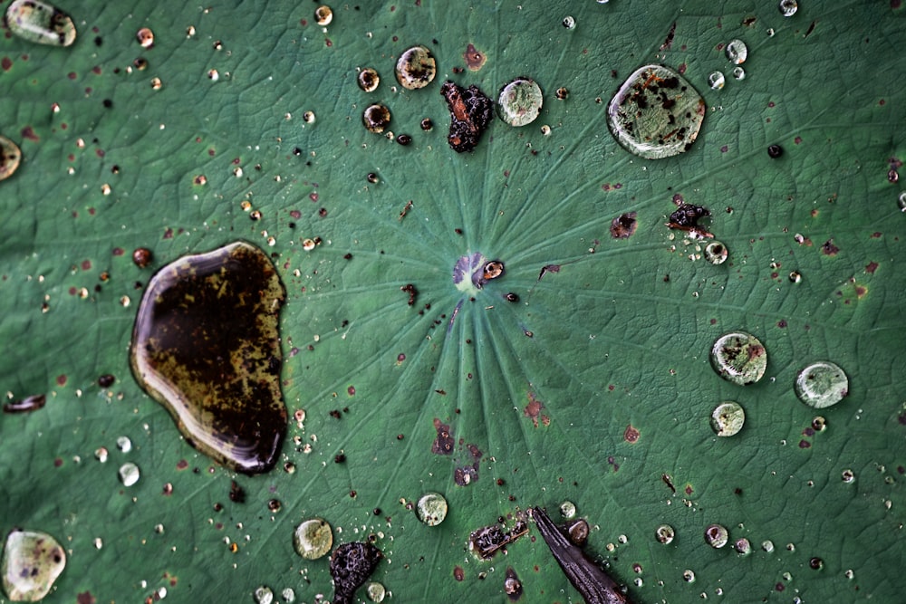 a close up of a leaf with drops of water on it