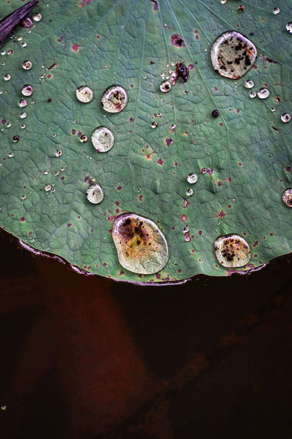 a green leaf with lots of water droplets on it